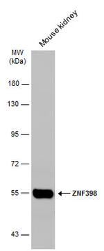 ZNF398 Antibody in Western Blot (WB)