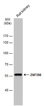 ZNF398 Antibody in Western Blot (WB)