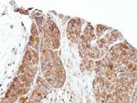 PRPSAP1 Antibody in Immunohistochemistry (Paraffin) (IHC (P))