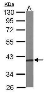 PRPSAP1 Antibody in Western Blot (WB)