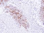 EphA8 Antibody in Immunohistochemistry (IHC)