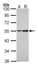EphA8 Antibody in Western Blot (WB)