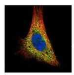 PKA alpha Polyclonal Antibody