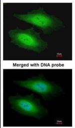 PSKH1 Polyclonal Antibody