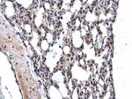 MPP3 Antibody in Immunohistochemistry (Paraffin) (IHC (P))