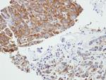 PRPSAP2 Antibody in Immunohistochemistry (Paraffin) (IHC (P))