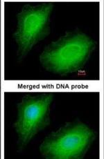 PIK3R4 Antibody in Immunocytochemistry (ICC/IF)