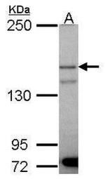 PIK3R4 Antibody in Western Blot (WB)