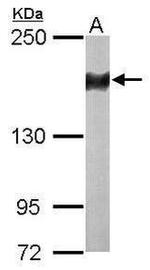 PIK3R4 Antibody in Western Blot (WB)