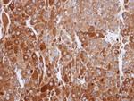 RIC8A Polyclonal Antibody