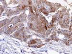 ORP6 Antibody in Immunohistochemistry (Paraffin) (IHC (P))