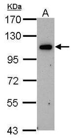 ORP6 Antibody in Western Blot (WB)