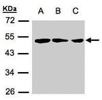 ZMYND10 Polyclonal Antibody