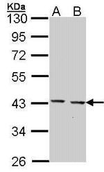 GULP1 Polyclonal Antibody