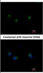 MST4 Polyclonal Antibody