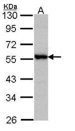 DOK3 Polyclonal Antibody