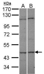 Adenylate Kinase 8 Antibody in Western Blot (WB)