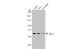 DYRK3 Polyclonal Antibody