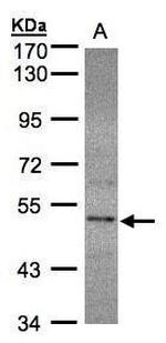 SEPHS2 Antibody in Western Blot (WB)
