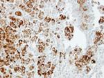 Importin 13 Polyclonal Antibody