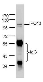 Importin 13 Antibody in Immunoprecipitation (IP)