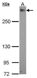 PDZD2 Antibody in Western Blot (WB)