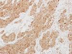 PI15 Antibody in Immunohistochemistry (Paraffin) (IHC (P))