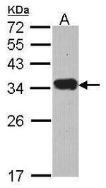 PI15 Antibody in Western Blot (WB)