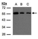 ORP2 Polyclonal Antibody