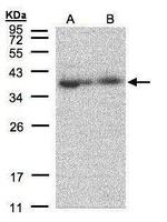 MRPL3 Polyclonal Antibody