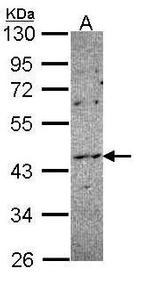 NOXO1 Polyclonal Antibody