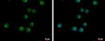 VPS37C Antibody in Immunocytochemistry (ICC/IF)