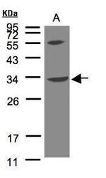 VPS37C Antibody in Western Blot (WB)