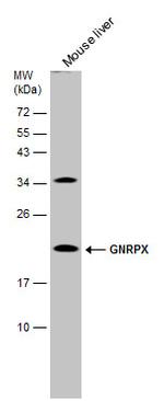 PLEKHJ1 Antibody in Western Blot (WB)