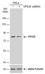 VPS35 Antibody in Western Blot (WB)
