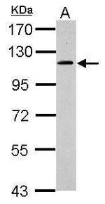 GRASP1 Polyclonal Antibody