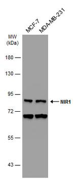 PITPNM3 Antibody in Western Blot (WB)