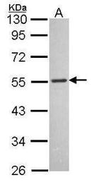 MCHR1 Antibody in Western Blot (WB)