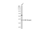 MC1R Antibody in Western Blot (WB)