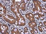 PTGFRN Antibody in Immunohistochemistry (Paraffin) (IHC (P))