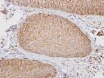 PTGFRN Antibody in Immunohistochemistry (Paraffin) (IHC (P))