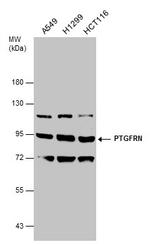 PTGFRN Antibody in Western Blot (WB)