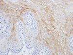 MRGPRX4 Antibody in Immunohistochemistry (Paraffin) (IHC (P))