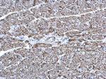 COX6A2 Antibody in Immunohistochemistry (Paraffin) (IHC (P))