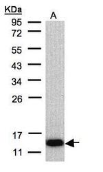 COX6A2 Antibody in Western Blot (WB)