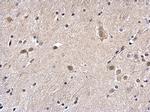 Histone H2A.Z Antibody in Immunohistochemistry (Paraffin) (IHC (P))