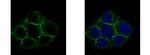 Caveolin 2 Polyclonal Antibody