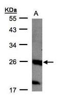 C1orf57 Antibody in Western Blot (WB)