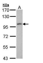 LUZP1 Polyclonal Antibody