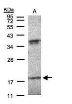 Interferon alpha-6 Polyclonal Antibody